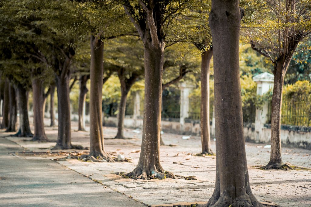 The Ultimate Guide to Arbor Tree Service: Top Benefits and Best Practices for 2026
