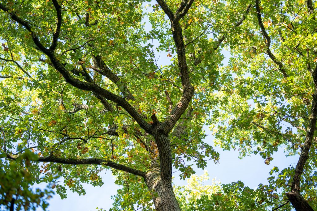 The Ultimate Guide to Arbor Tree Service: Top Benefits and Best Practices for 2026