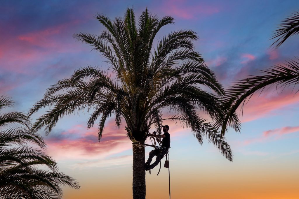 The Ultimate Guide to Certified Arborist Tree Service: Expert Insights