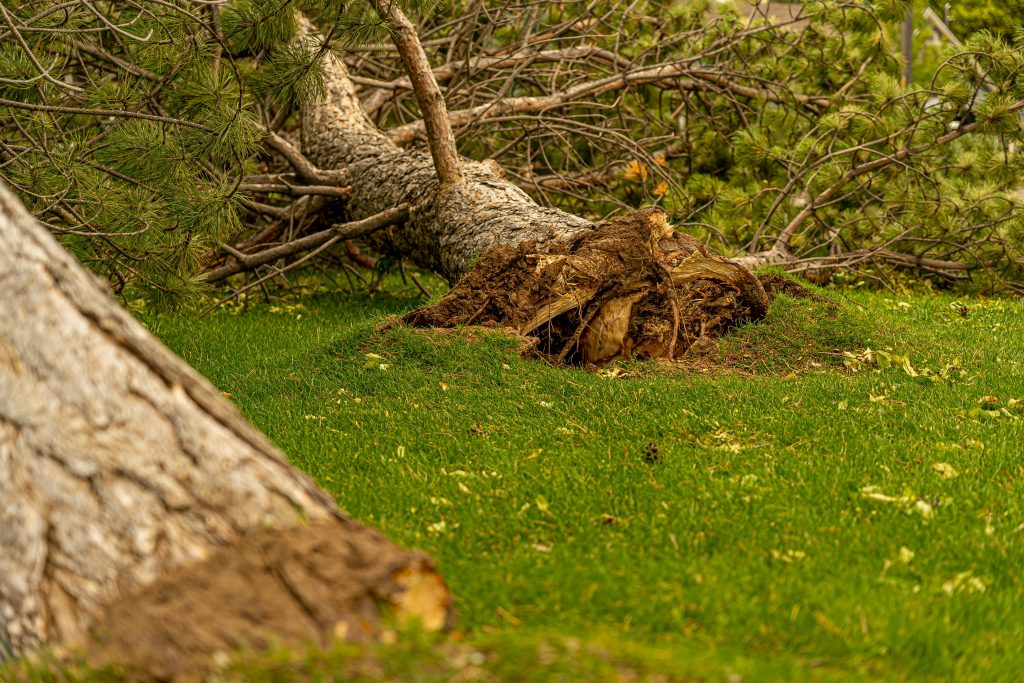 The Ultimate Guide to Emergency Tree Removal:/7 Solutions for a Safer Tomorrow The Ultimate Guide to Emergency Tree Removal:/7 Solutions for a Safer Tomorrow