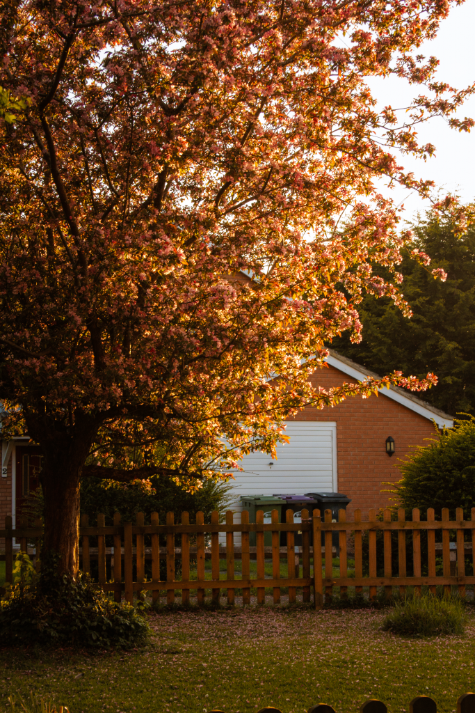 The Ultimate Guide to Finding Cheap Tree Service Near Me: Top Tips for 2026