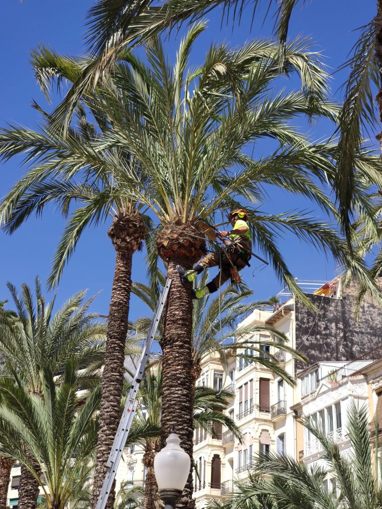 The Ultimate Guide to Palm Tree Removal: A Experts Advice