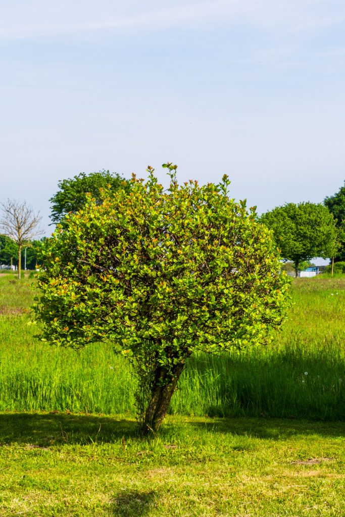 The Ultimate Guide to Shrub Removal Near Me: Expert Tips and Solutions (2026)