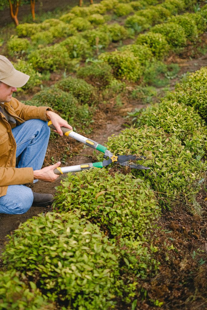 The Ultimate Guide to Shrub Removal Near Me: Expert Tips and Solutions (2026)