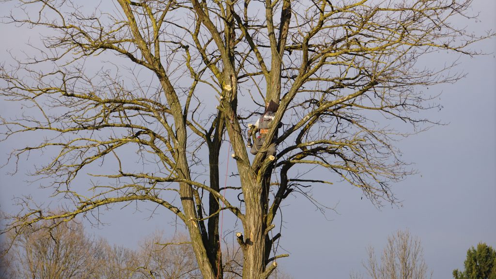 The Ultimate Guide to Tree Felling Near Me: Expert Tips and Solutions (2026)