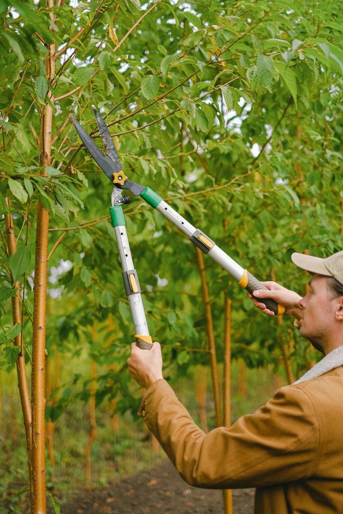 The Ultimate Guide to Tree Pruning Services Near Me: Expert Tips and Solutions for a Beautiful Yard The Ultimate Guide to Tree Pruning Services Near Me: Expert Tips and Solutions for a Beautiful Yard