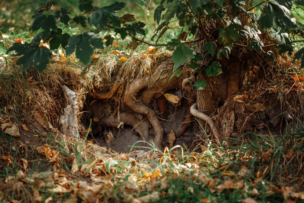 The Ultimate Guide to Tree Root Removal: Expert Solutions