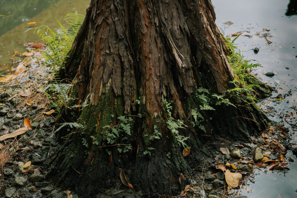 The Ultimate Guide to Tree Root Removal: Expert Solutions