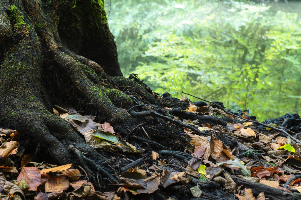 The Ultimate Guide to Tree Root Removal: Expert Solutions