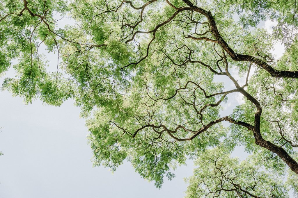 2026 Essential Guide: Top-Rated Tree Care Services Near Me | TruCo Services 2026 Essential Guide: Top-Rated Tree Care Services Near Me | TruCo Services