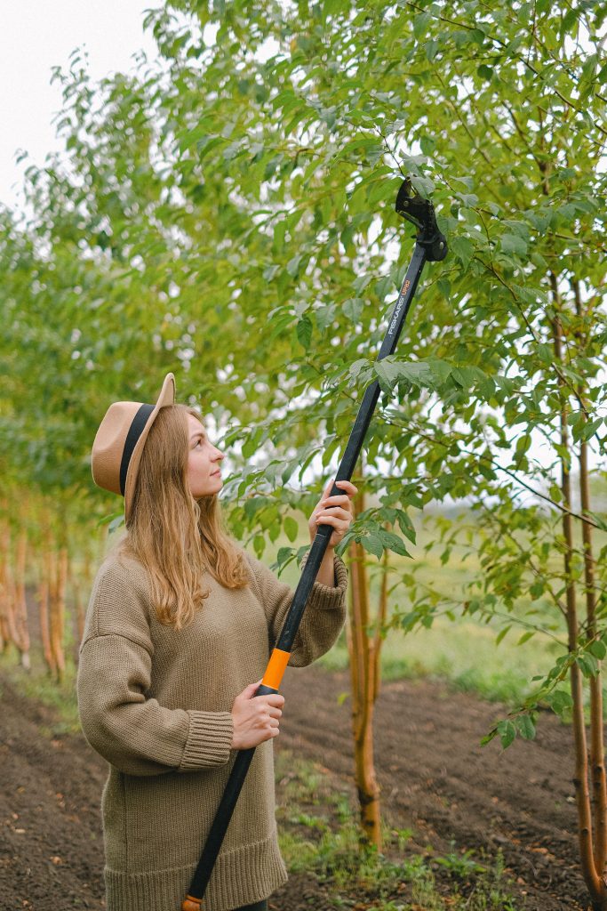 2026 Ultimate Guide: Cheap Tree Trimming Service Near Me - Save 30% on Expert Care