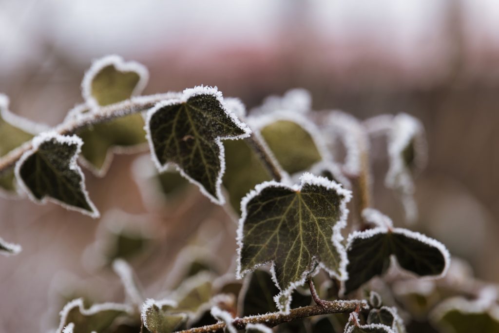 2026 Ultimate Guide to Poison Ivy Removal: Essential Steps
