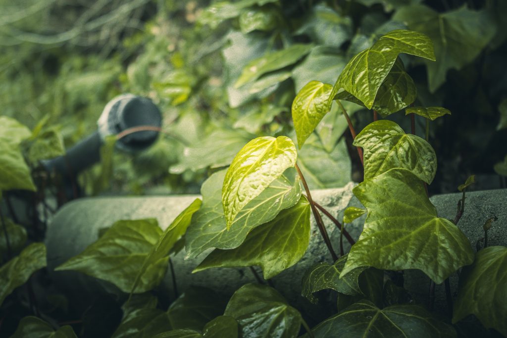 2026 Ultimate Guide to Poison Ivy Removal: Essential Steps