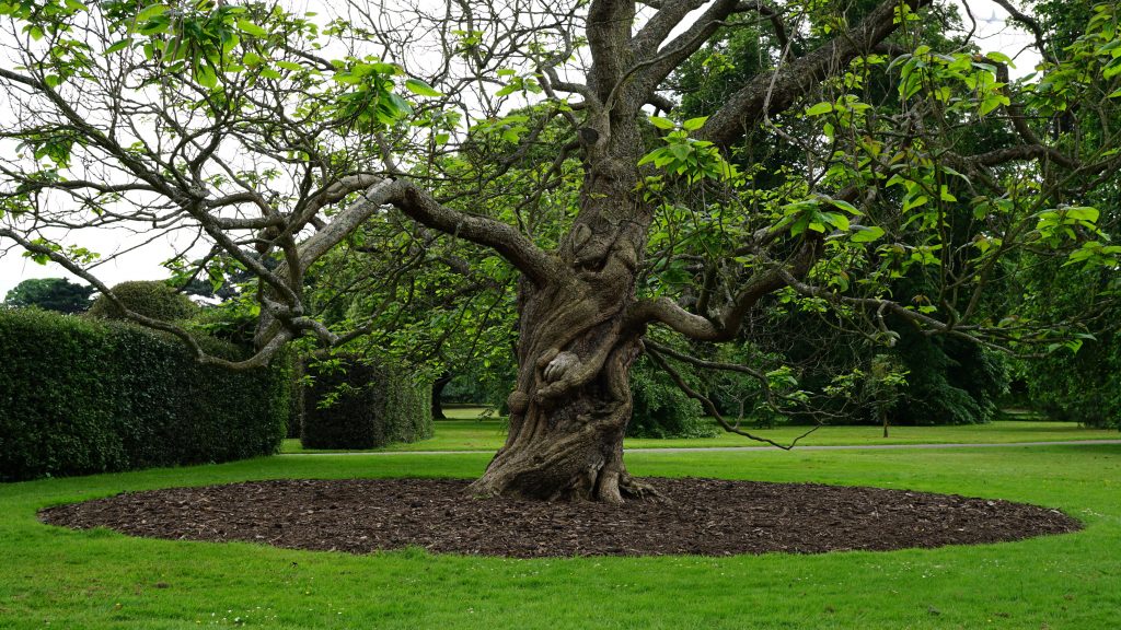 The Complete Guide to Tree Care Services (2026): Expert Tips and Solutions