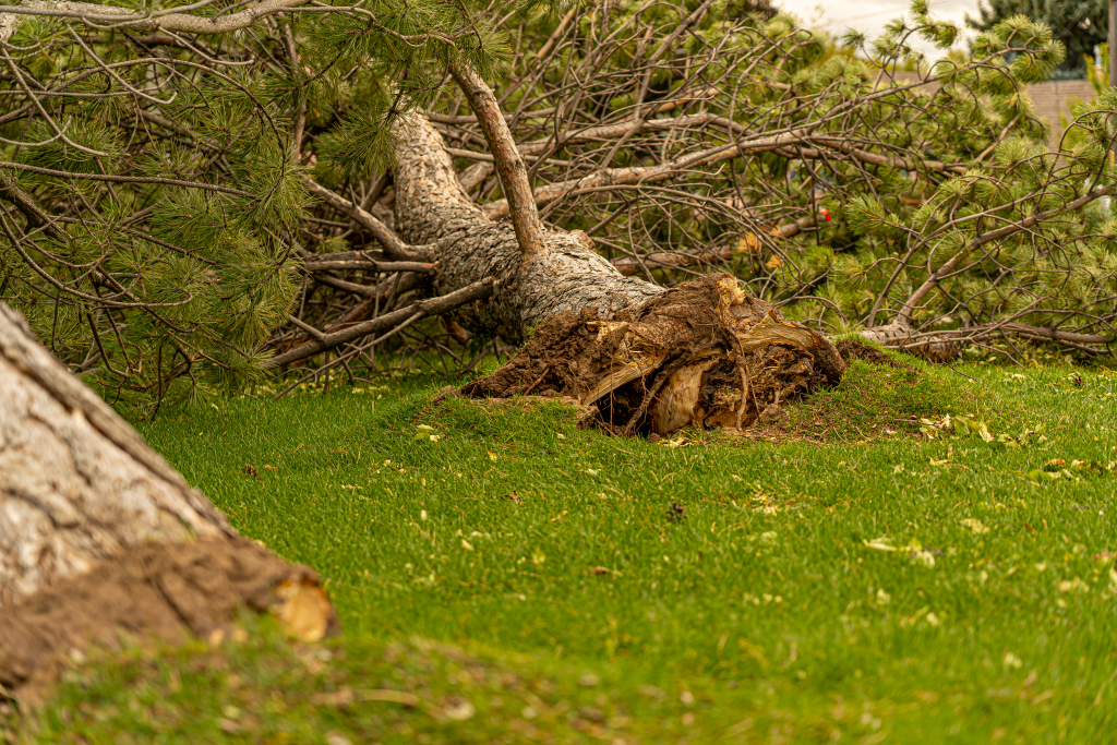 The Ultimate Guide to Emergency Tree Removal Near Me: Expert Solutions for 2026