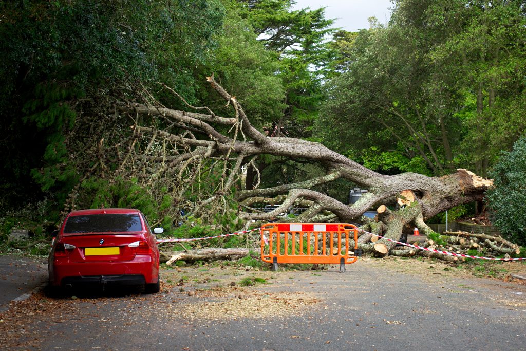 The Ultimate Guide to Emergency Tree Service Near Me:/7 Solutions for a Safe and Beautiful Outdoor Space