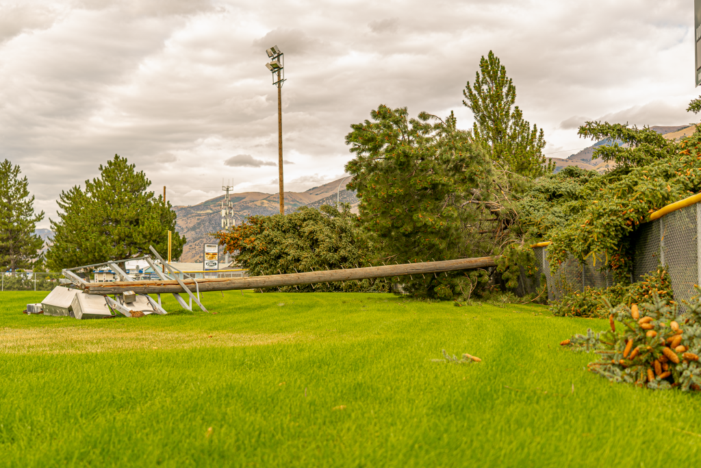 The Ultimate Guide to Emergency Tree Service:/7 Expert Solutions