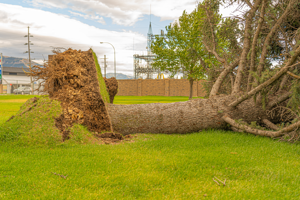 The Ultimate Guide to Fallen Tree Removal: Proven Methods for a Safe and Beautiful Yard in 2026