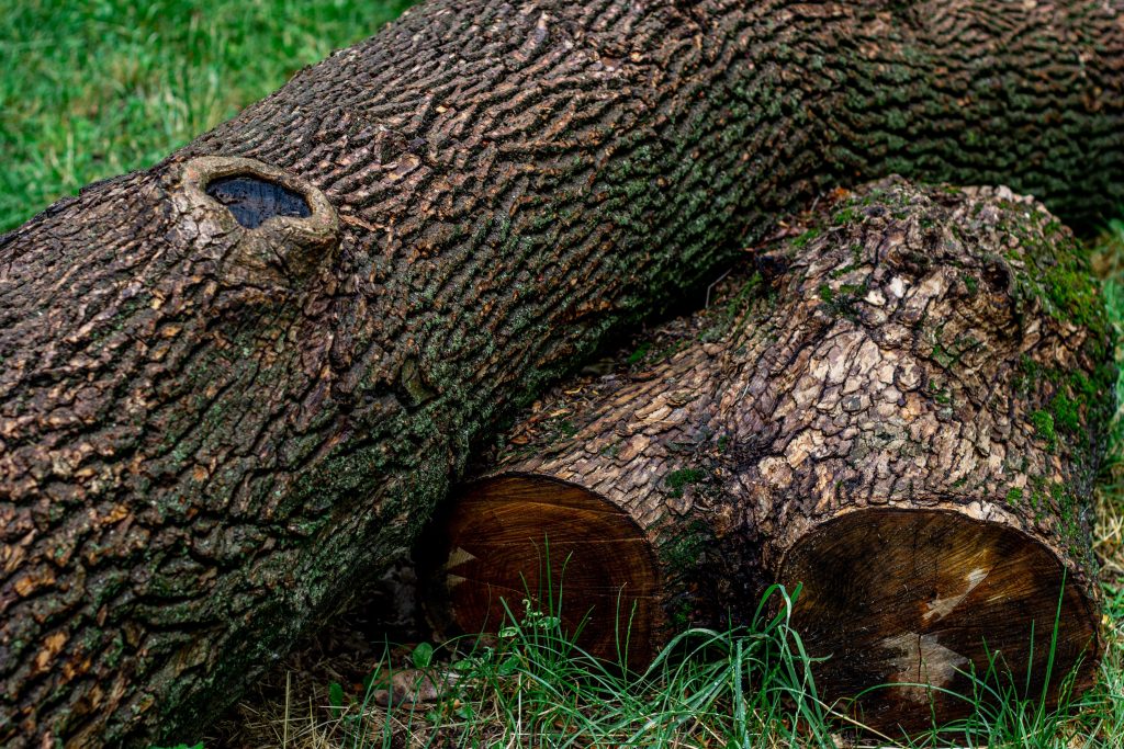 The Ultimate Guide to Finding a Cheap Tree Cutting Service Near Me: Save Up to 30% in 2026