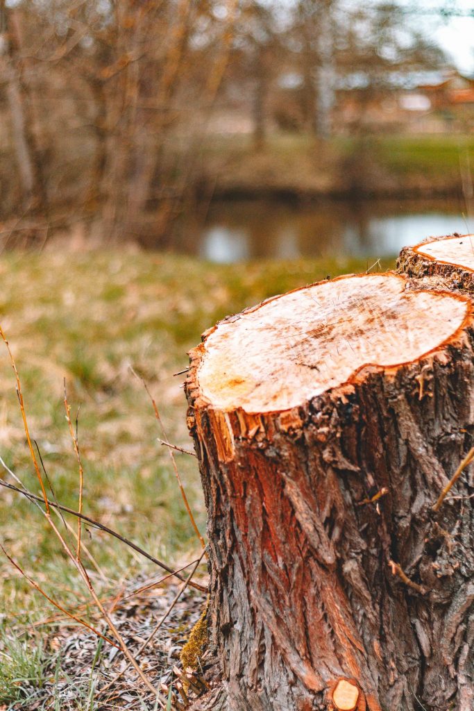 The Ultimate Guide to Finding the Best Tree Removal Service Near Me in 2026