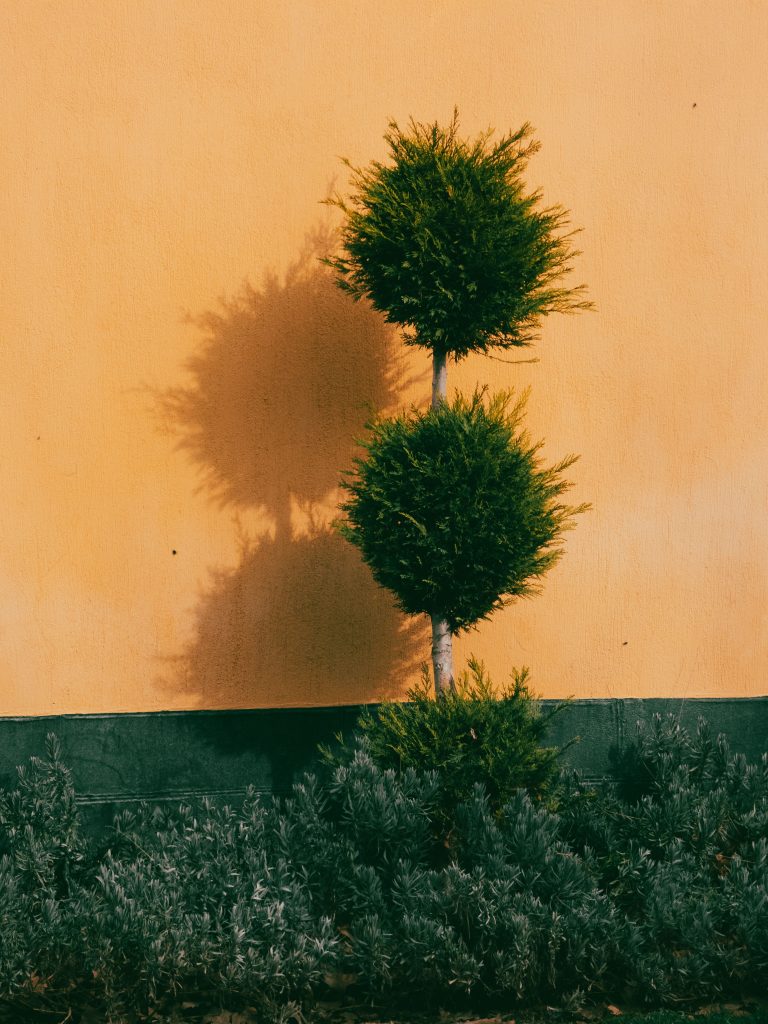 The Ultimate Guide to Tree Pruning Service: Expert Tips for a Safe and Beautiful Yard
