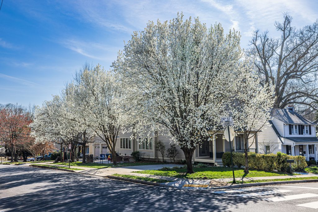 The Ultimate Guide to Tree Services In My Area: Expert Tips for 2026