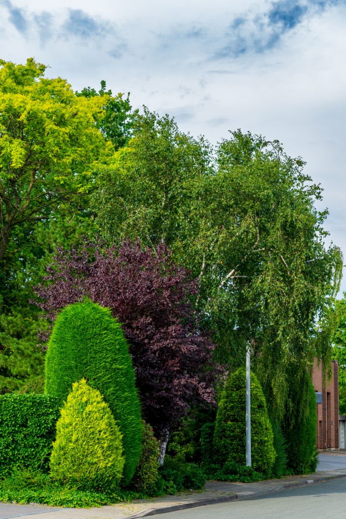 The Ultimate Guide to Tree Services In My Area: Expert Tips for 2026