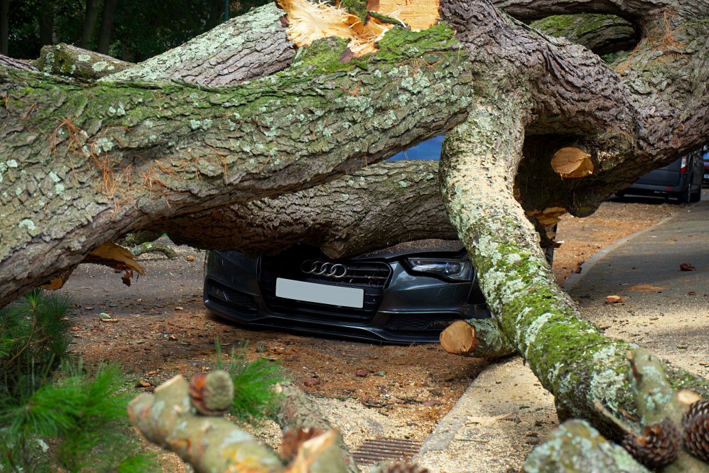 2026 Ultimate Guide to Local Tree Removal: Costs, Services, and Expert Tips