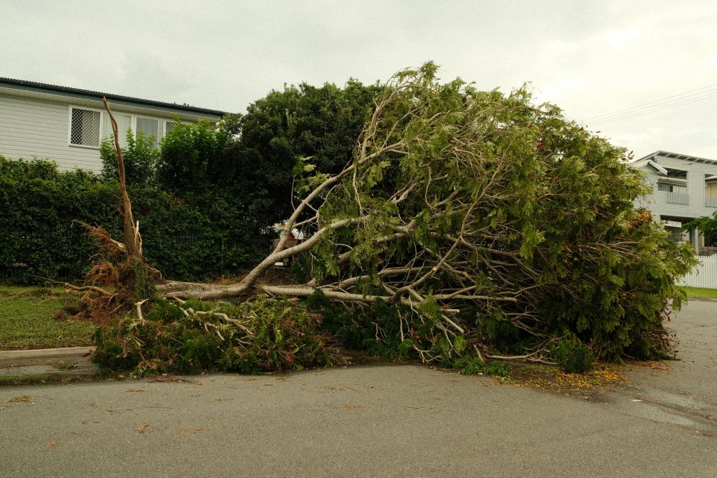 2026 Ultimate Guide to Tree Limb Removal Near Me: Expert Tips and Local Solutions 2026 Ultimate Guide to Tree Limb Removal Near Me: Expert Tips and Local Solutions