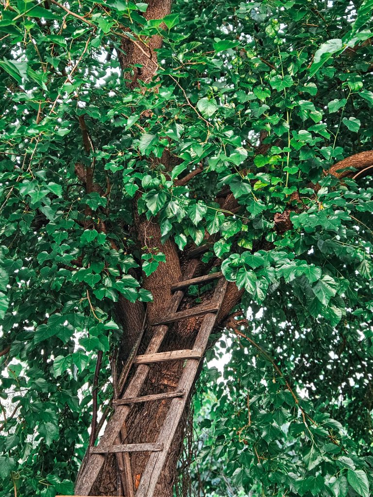 The Ultimate Guide to Branch Removal Near Me: Essential Steps for a Safe and Beautiful Yard