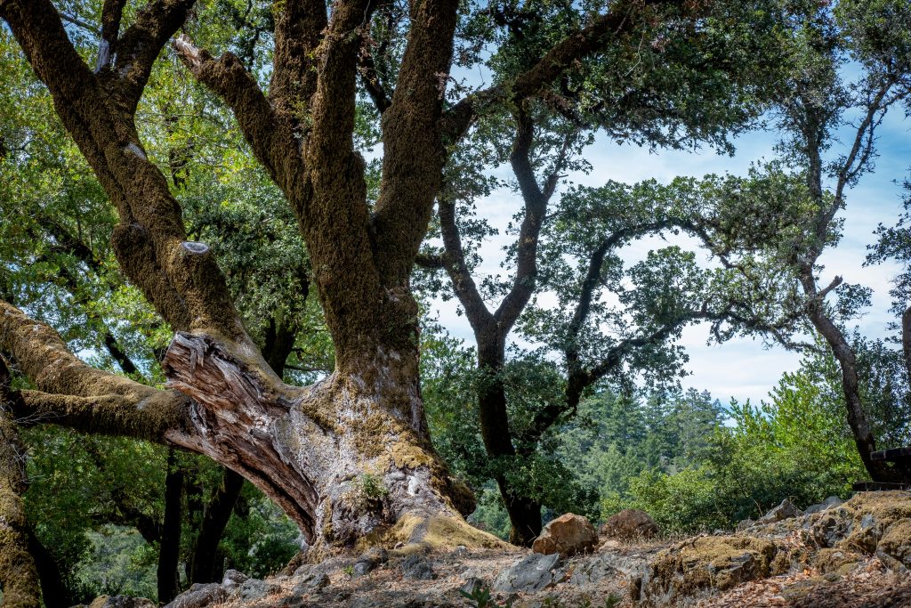 The Ultimate Guide to Branching Out Tree Service: Expert Tips for a Thriving Landscape (2026)