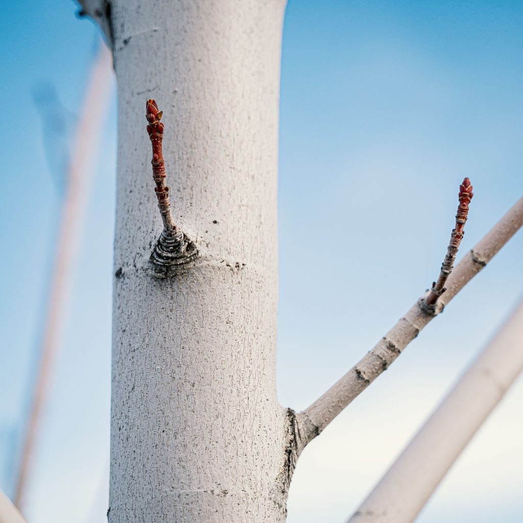 The Ultimate Guide to Branching Out Tree Service: Expert Tips for a Thriving Landscape (2026)