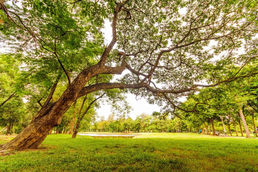 The Ultimate Guide to Branching Out Tree Service: Expert Tips for a Thriving Landscape (2026)