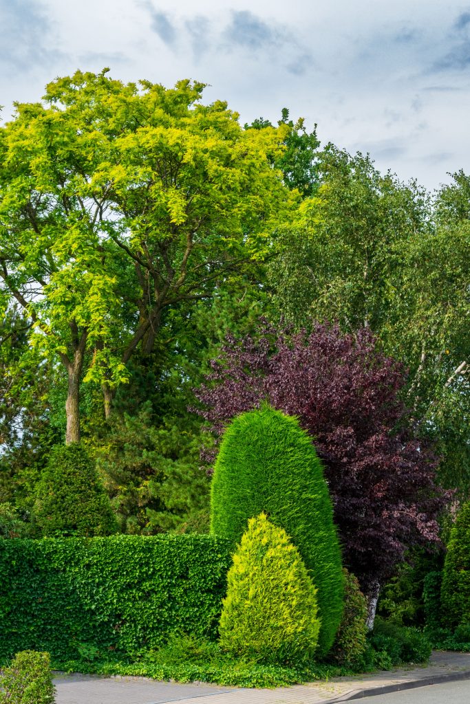 The Ultimate Guide to Local Tree Trimmers: Expert Solutions for a Safe and Beautiful Yard
