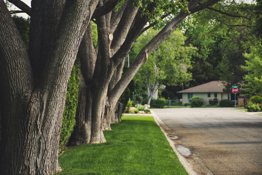 The Ultimate Guide to Professional Tree Service: A Complete Checklist for Homeowners The Ultimate Guide to Professional Tree Service: A Complete Checklist for Homeowners