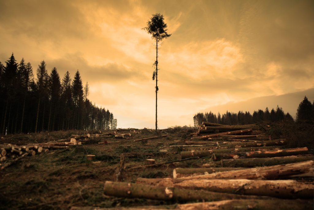 The Ultimate Guide to the Cost To Cut Down A Tree: Expert Insights for 2026