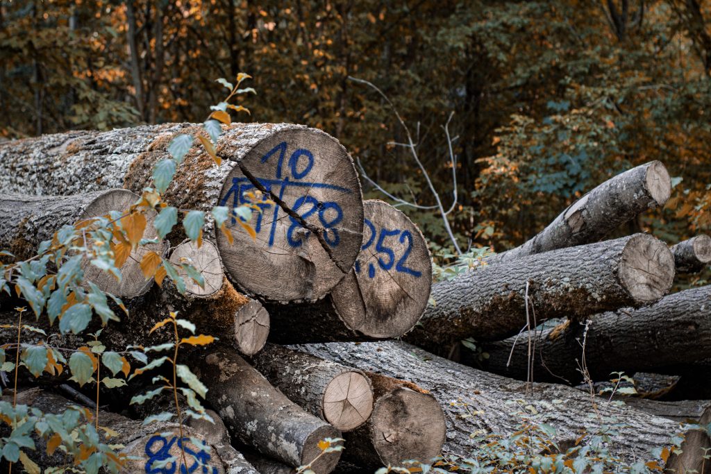 The Ultimate Guide to the Cost To Cut Down A Tree: Expert Insights for 2026
