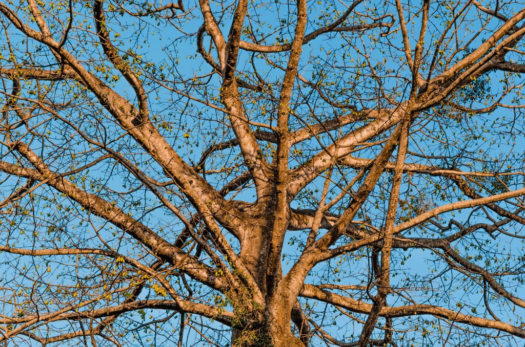 The Ultimate Guide to Top Notch Tree Service: Expert Tips for a Safe and Beautiful Yard (2026) The Ultimate Guide to Top Notch Tree Service: Expert Tips for a Safe and Beautiful Yard (2026)