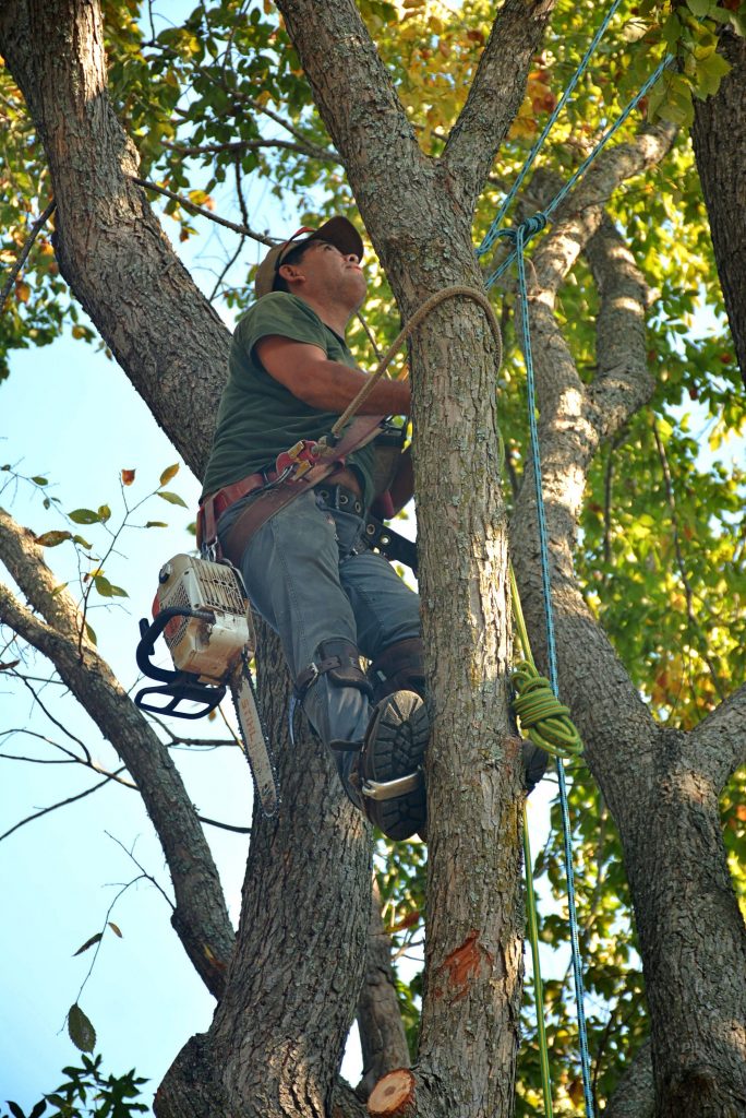 The Ultimate Guide to Top Notch Tree Service: Expert Tips for a Safe and Beautiful Yard (2026) The Ultimate Guide to Top Notch Tree Service: Expert Tips for a Safe and Beautiful Yard (2026)