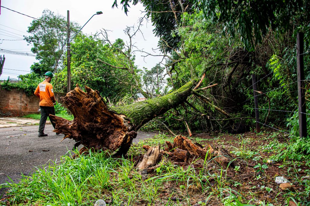 The Ultimate Guide to Tree Branch Removal Near Me: Essential Tips for a Safe and Beautiful Yard The Ultimate Guide to Tree Branch Removal Near Me: Essential Tips for a Safe and Beautiful Yard