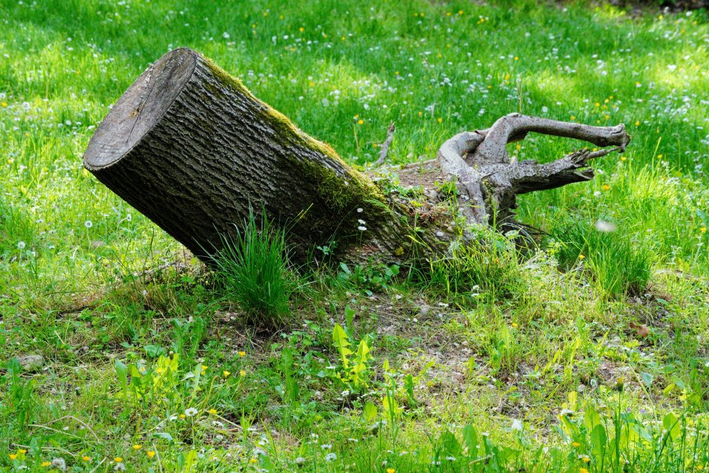 The Ultimate Guide to Tree Clearing Near Me: Expert Solutions for a Safe and Beautiful Yard The Ultimate Guide to Tree Clearing Near Me: Expert Solutions for a Safe and Beautiful Yard