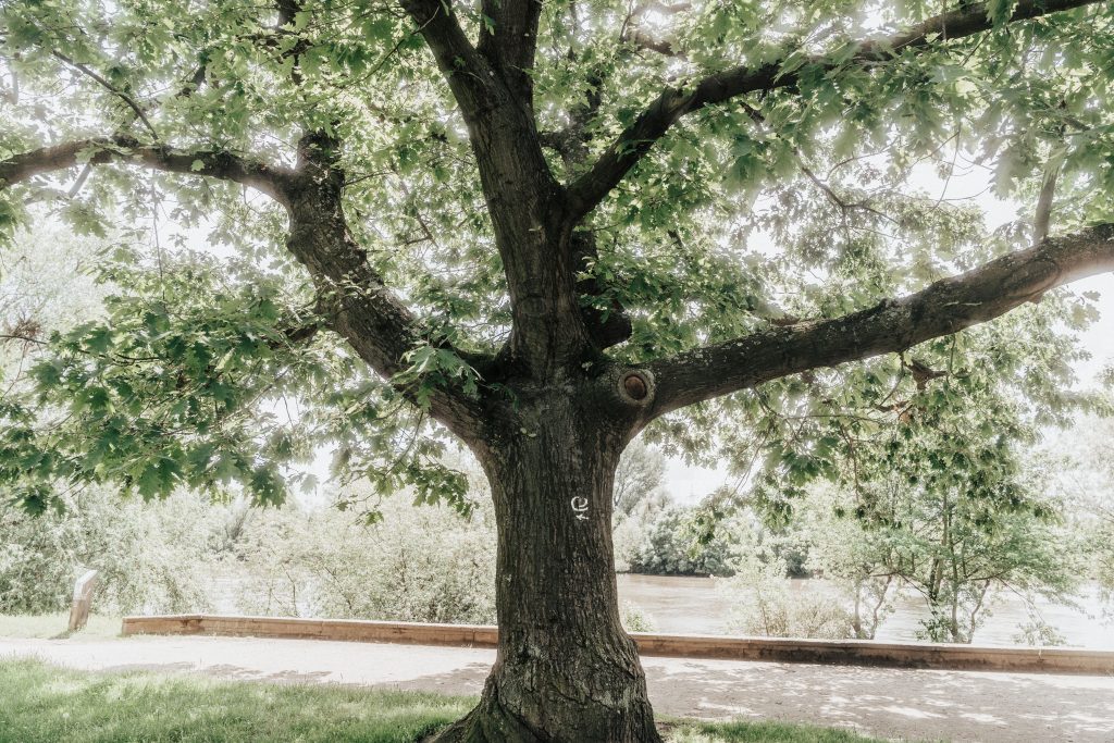The Ultimate Guide to Tree Companies: Top Essential Services for a Safe and Beautiful Property