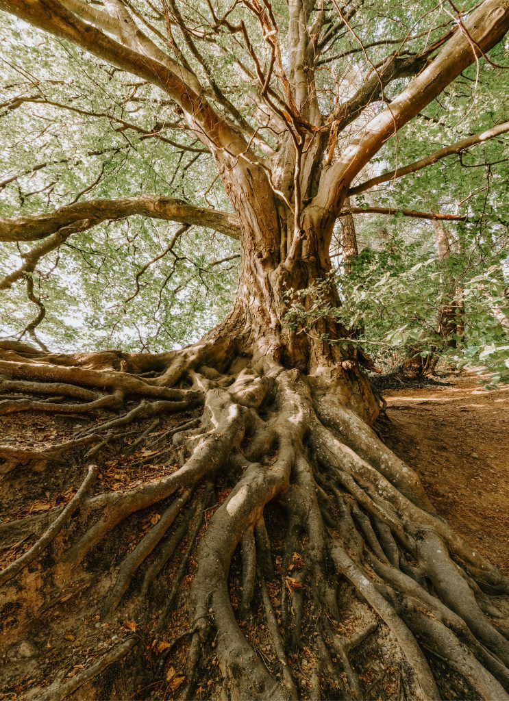 The Ultimate Guide to Tree Companies: Top Things to Know in 2026 The Ultimate Guide to Tree Companies: Top Things to Know in 2026