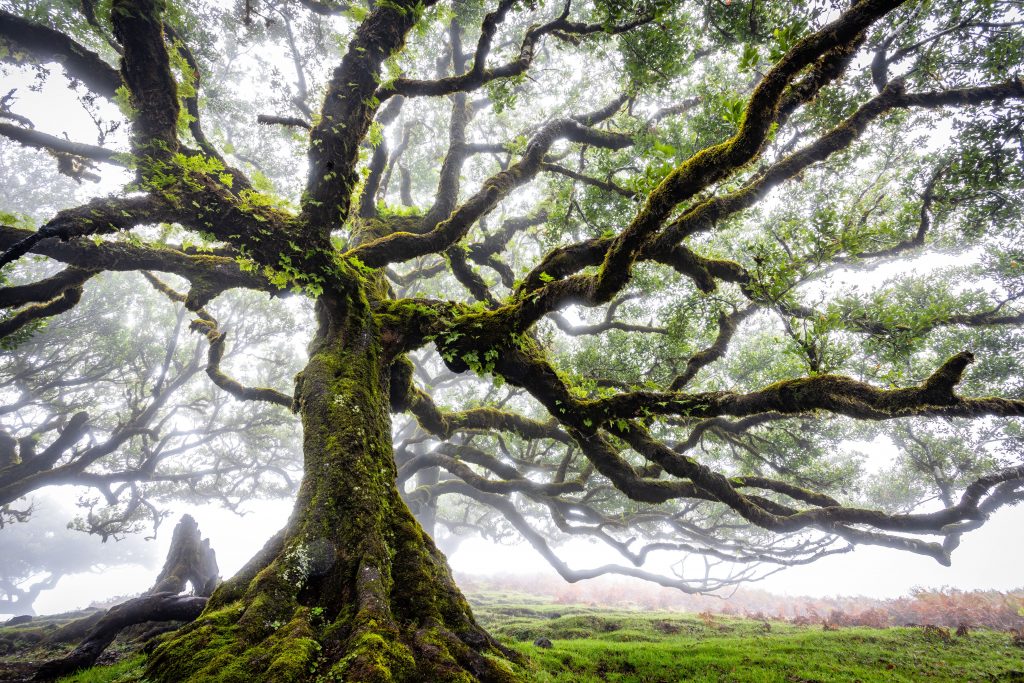 The Ultimate Guide to Tree Companies: Top Things to Know in 2026 The Ultimate Guide to Tree Companies: Top Things to Know in 2026