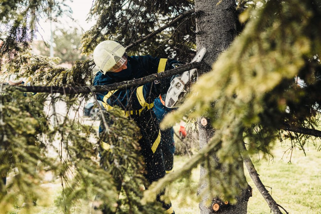 The Ultimate Guide to Tree Limb Removal Near Me: Expert Solutions for a Safe and Beautiful Yard