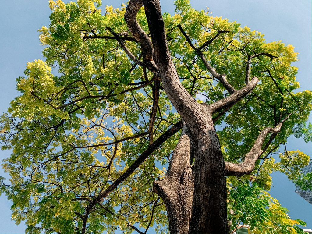 The Ultimate Guide to Trucos Tree Service: Expert Solutions for a Beautiful Outdoor Space