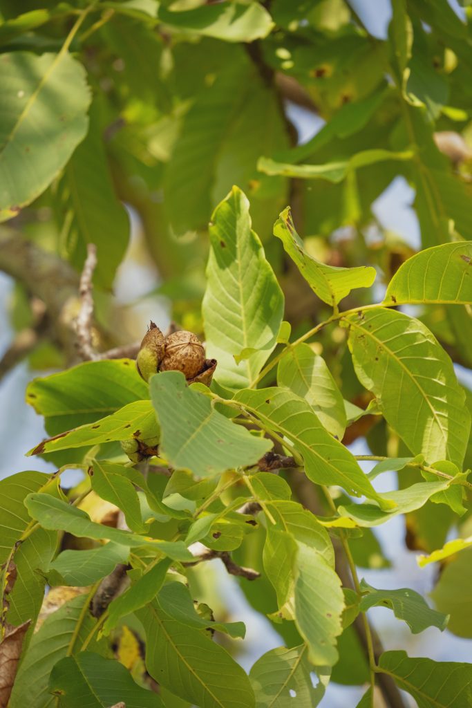 The Ultimate Guide to Walnut Tree Service: Expert Tips for a Thriving Yard (2026)