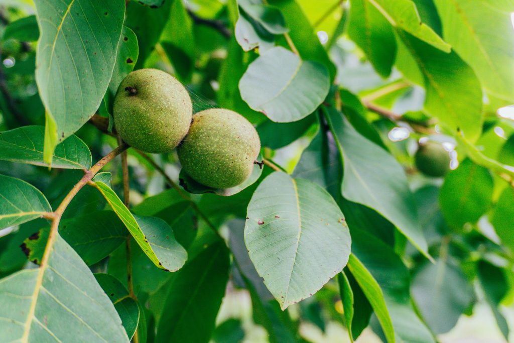 The Ultimate Guide to Walnut Tree Service: Expert Tips for a Thriving Yard (2026)