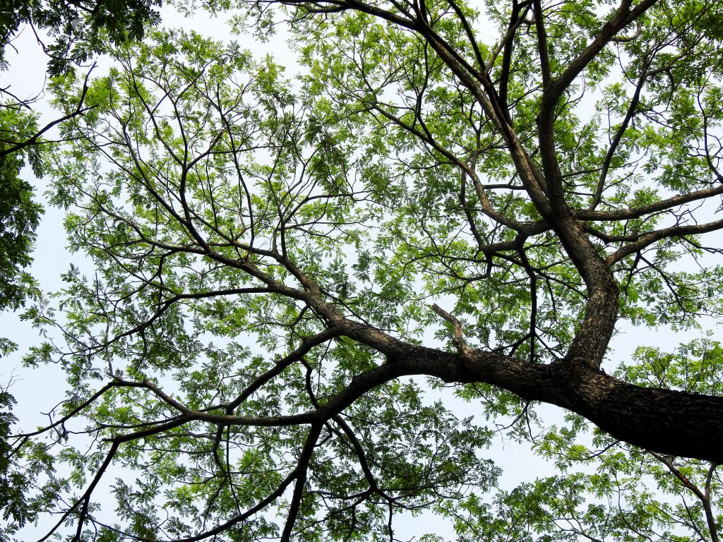 Tree Branch Removal Near Me: The Complete Guide to Safe and Professional Services Tree Branch Removal Near Me: The Complete Guide to Safe and Professional Services