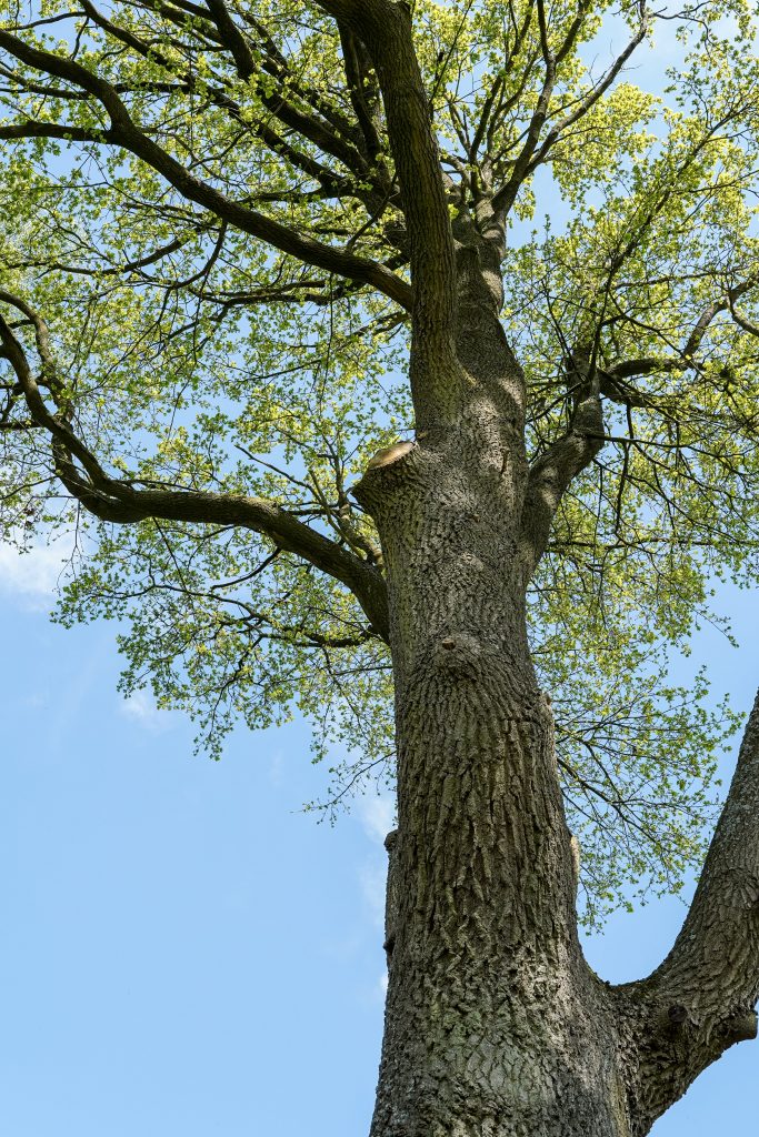 Tree Branch Removal Near Me: The Complete Guide to Safe and Professional Services Tree Branch Removal Near Me: The Complete Guide to Safe and Professional Services
